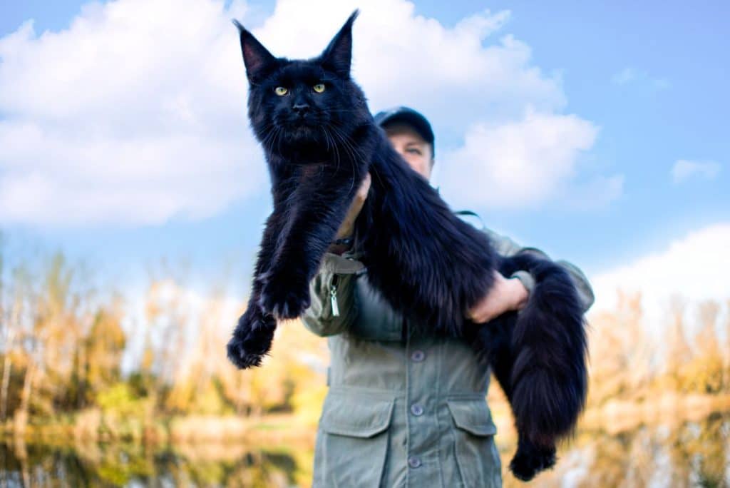 9 Most Famous Maine Coon Cats in the World - MaineCoon.org