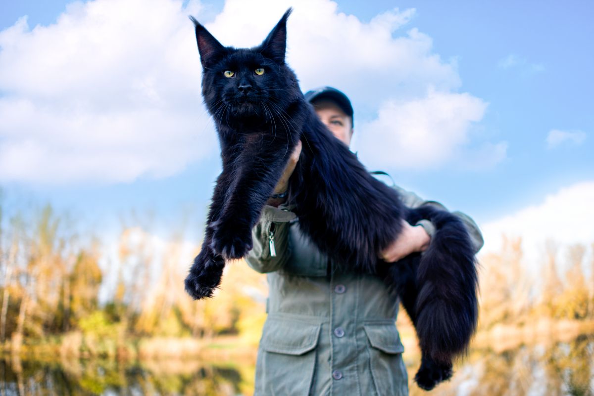 A girl holding a huge black maine coon cat.