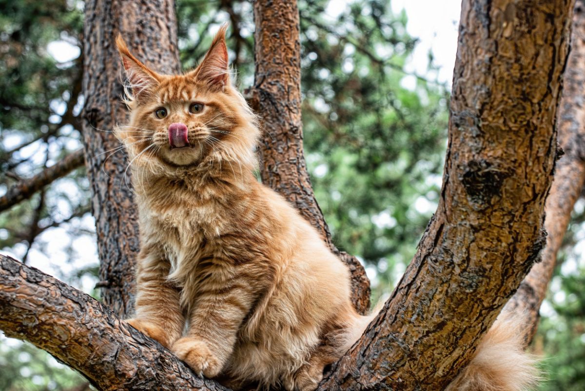 A huge ginger maine coon standing in a crown of  tree.