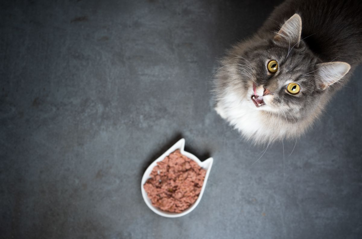 A gray maine coon meows near a bowl of food.