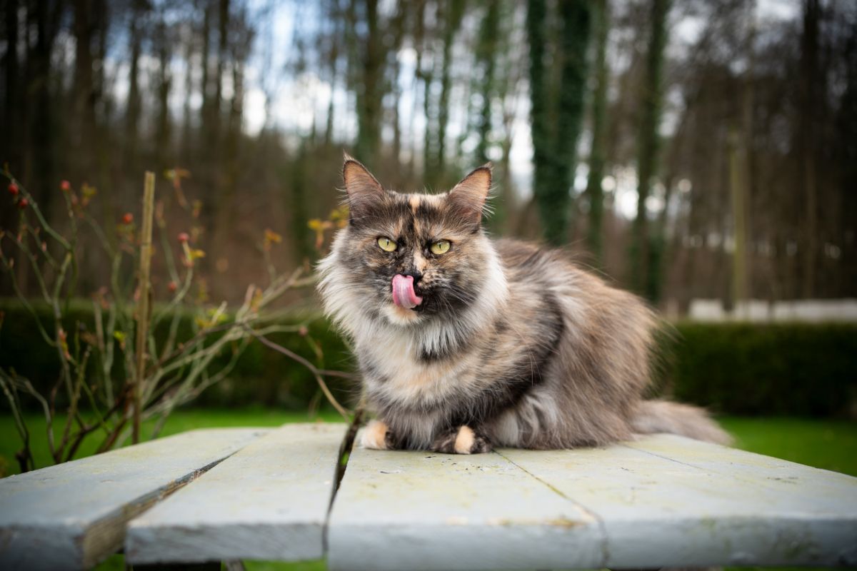 A hungry-looking gray maine coon cat on a wooden table outdoor.