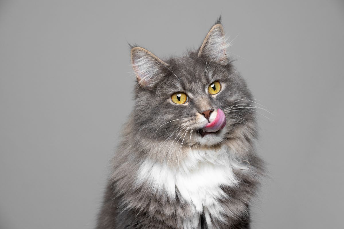 A gray fluffy maine coon cat with a tongue out.