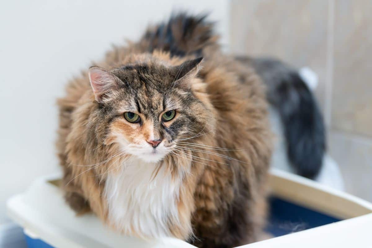 A sad-looking fluffy maine coon.
