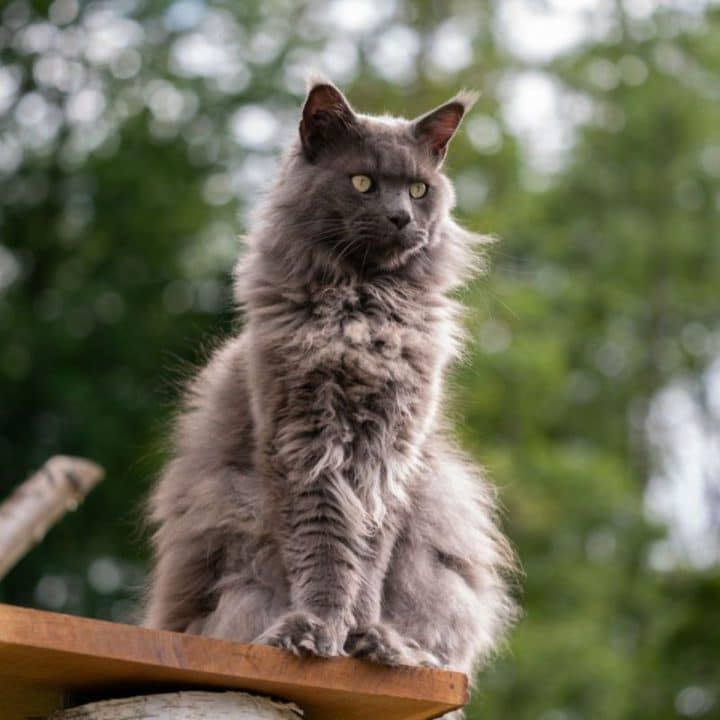 9 Signs Your Maine Coon Obsessed With You (And Why)