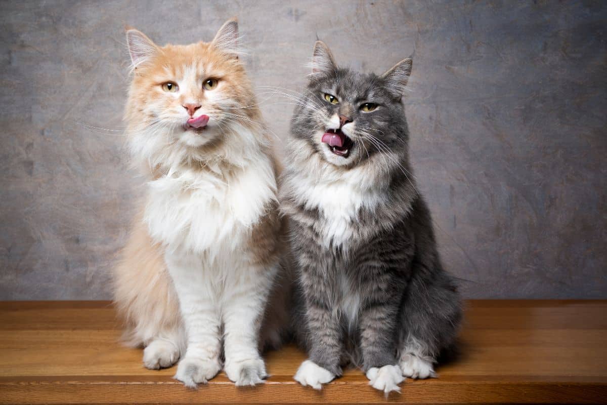 Two maine coons sitting on a furniture with tongues out.