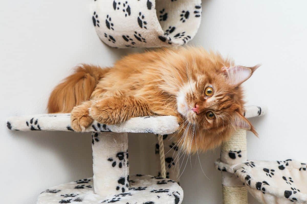 A gnger maine coon lying on a cat tree.