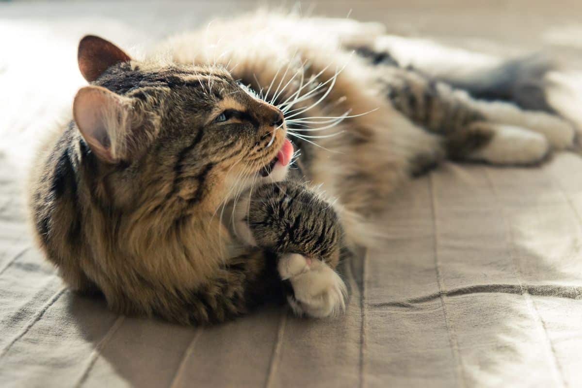 A gray fluffy maine coon lying on a bed.