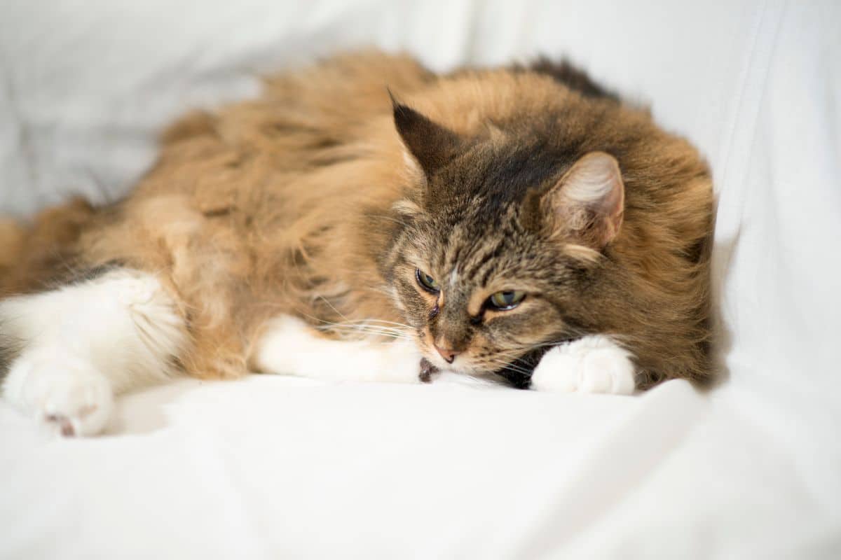 A brown fluffy maine coon lying on a blanket.