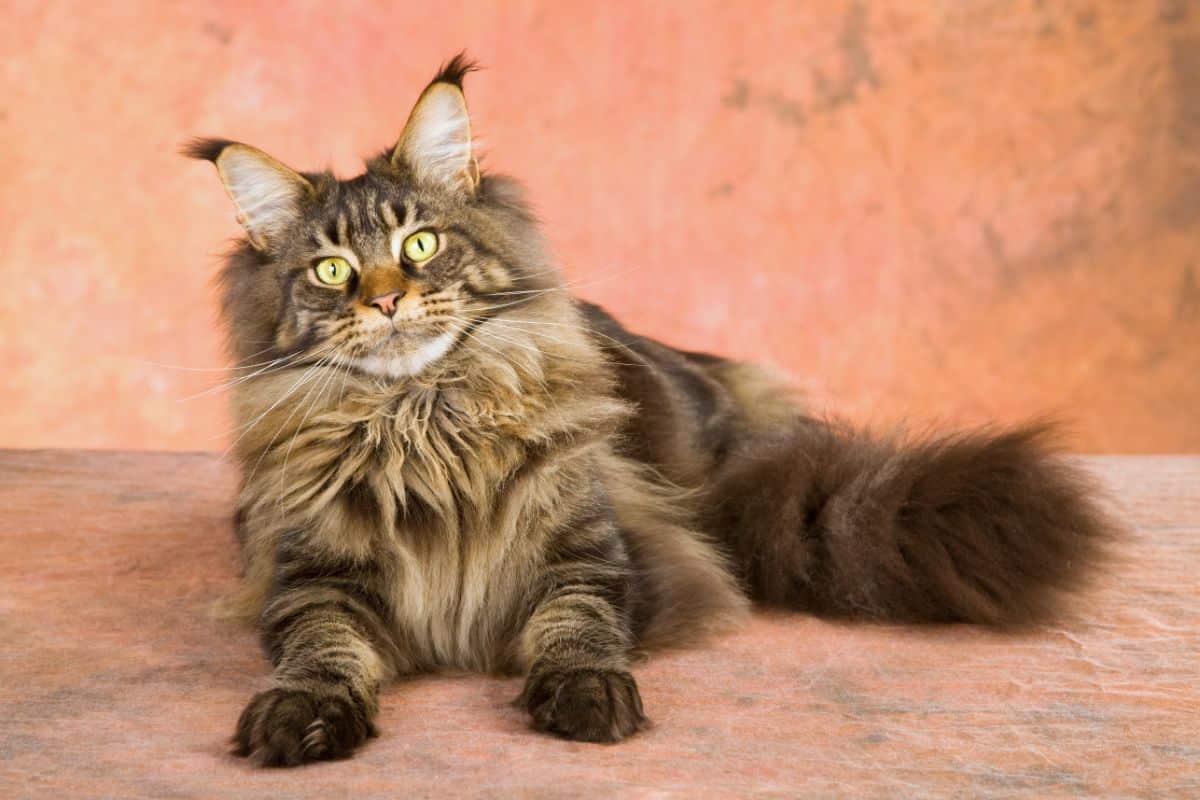 A cute brown fluffy maine coon lying on a floor.