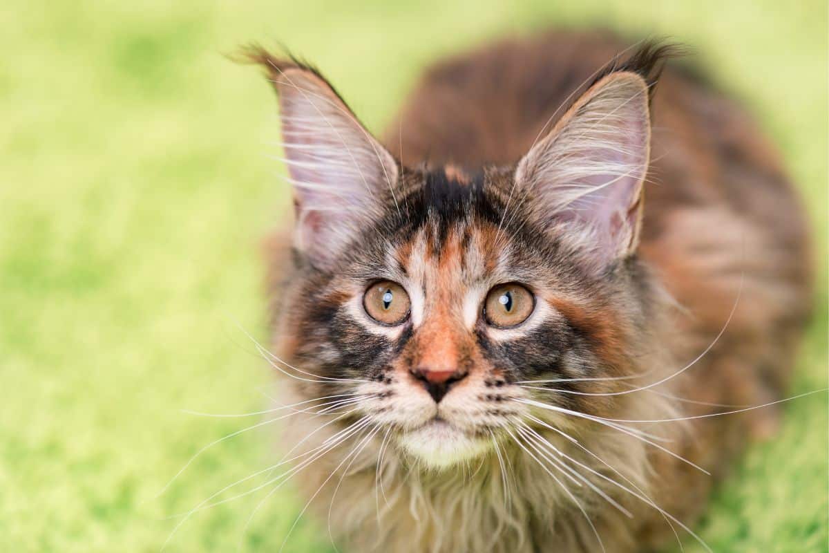 A brown maine coon on green grass looking upwards.