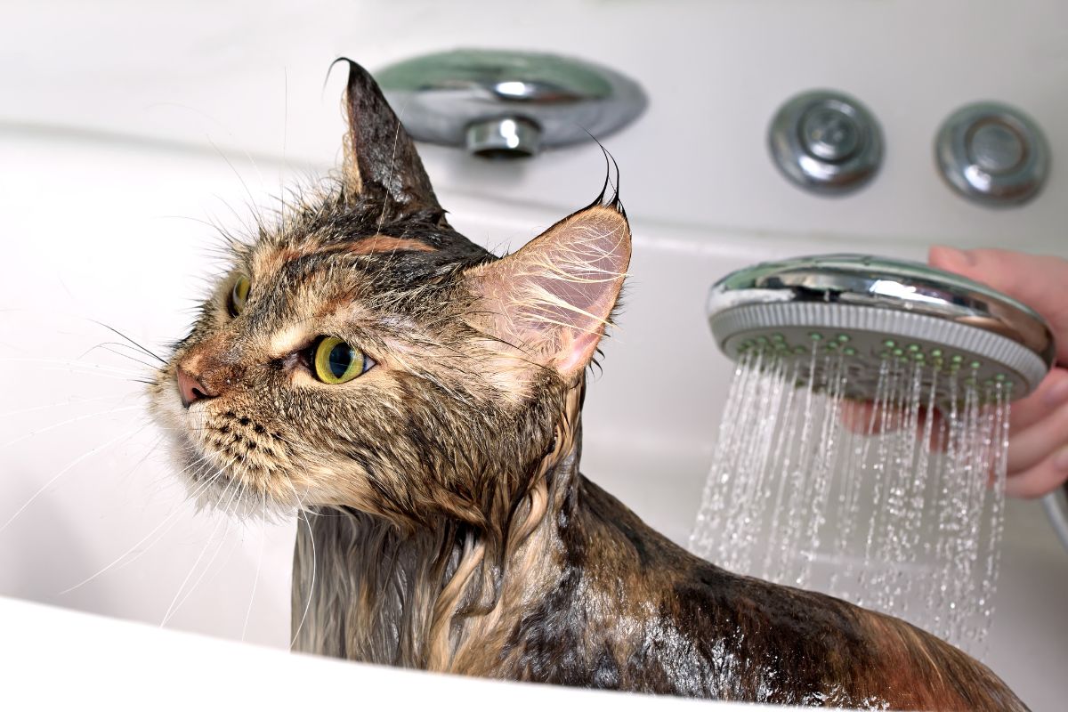 A wet brown maine coon taking a bath.