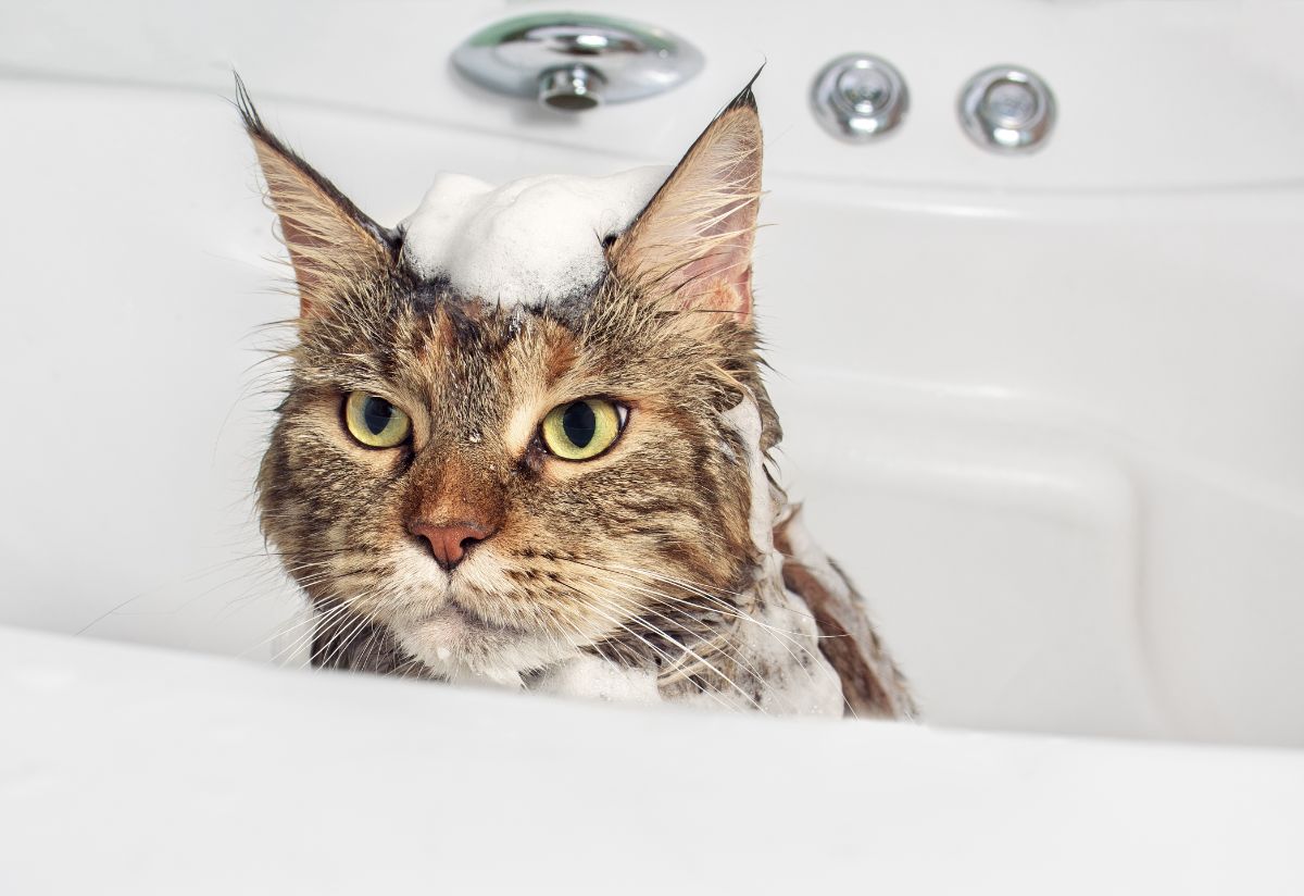 A brown maine coon with a soap on head in a bathtub.