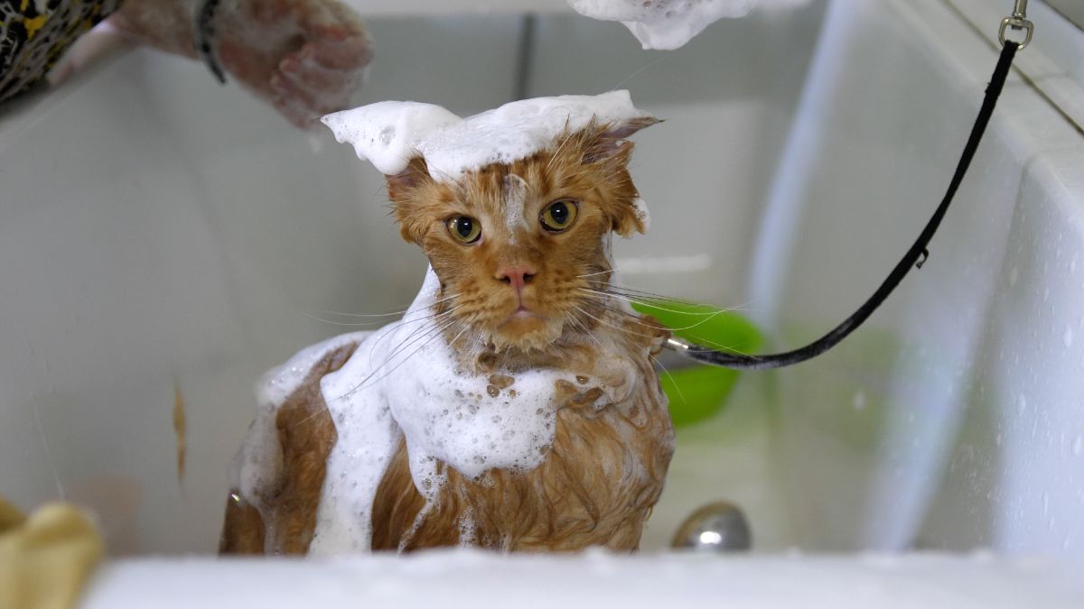 A ginger maine coon in a bathtub with a soap all over its body.
