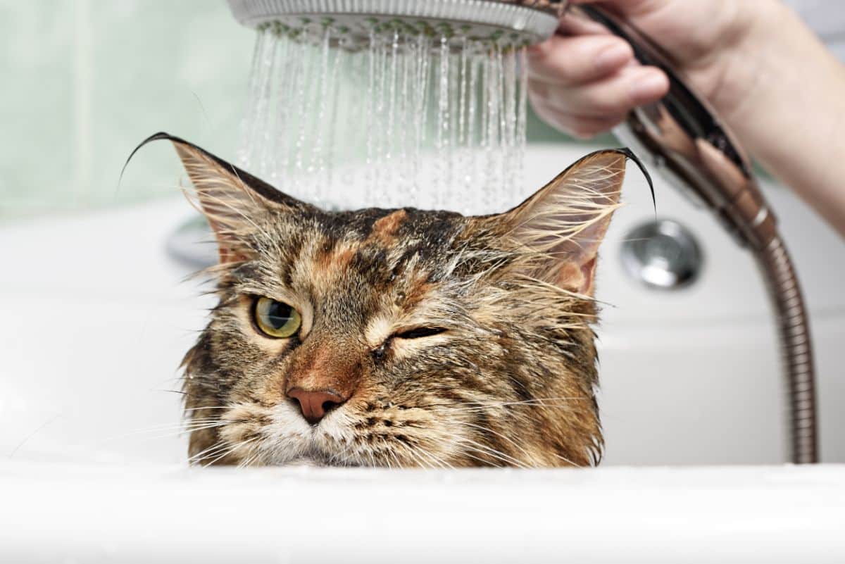 A brown maine coon in a bathtub taking a bath.