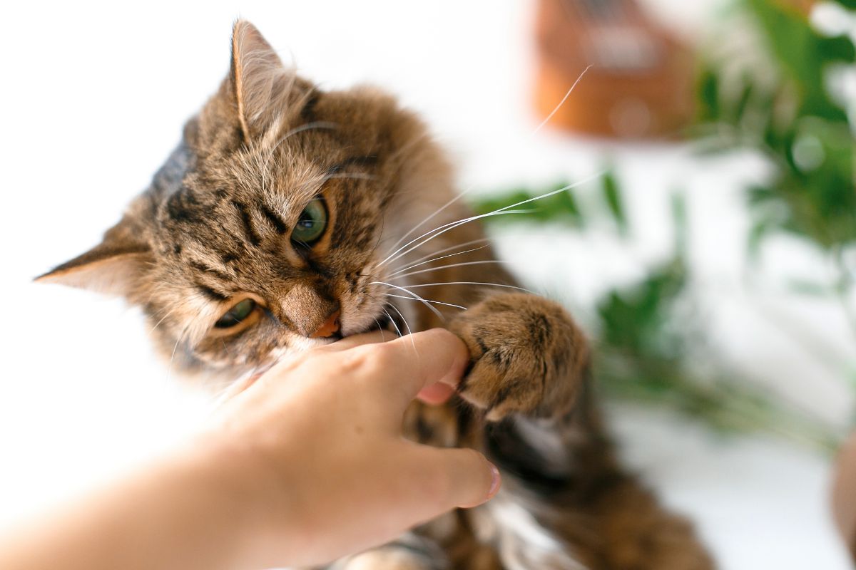 A brown maine coon biting an owner's hand.