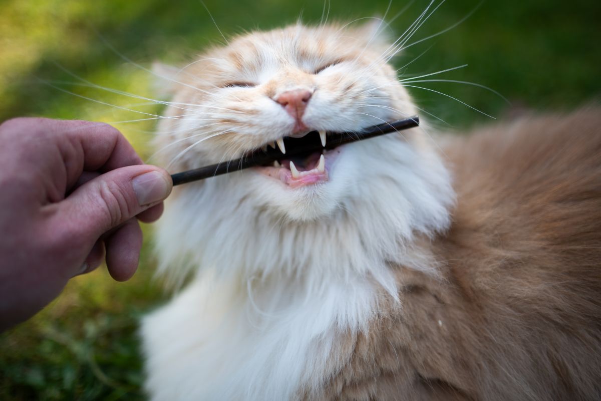 A ginger maine coon biting a black stick held by a hand.