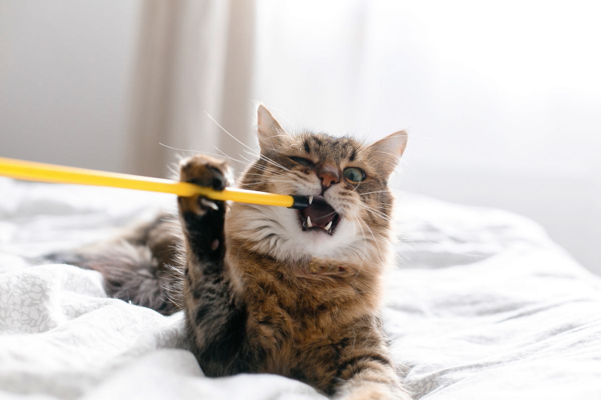 A brown maine coon biting a yellow stick while lying on a bed.