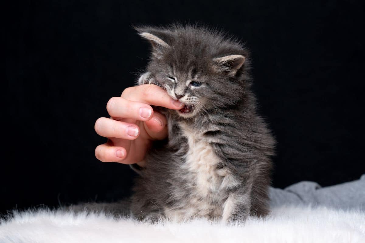 A gray maine coon kitten biting human finger.