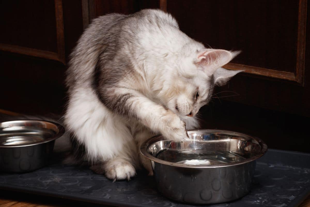 A gray maine coon putting a paw in a bowl of water.