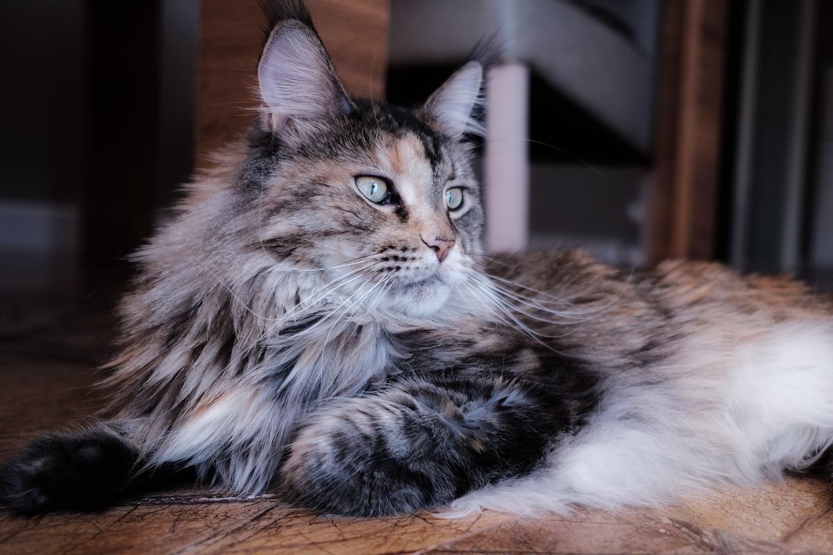 A fluffy tabby maine coon lying next to furniture.