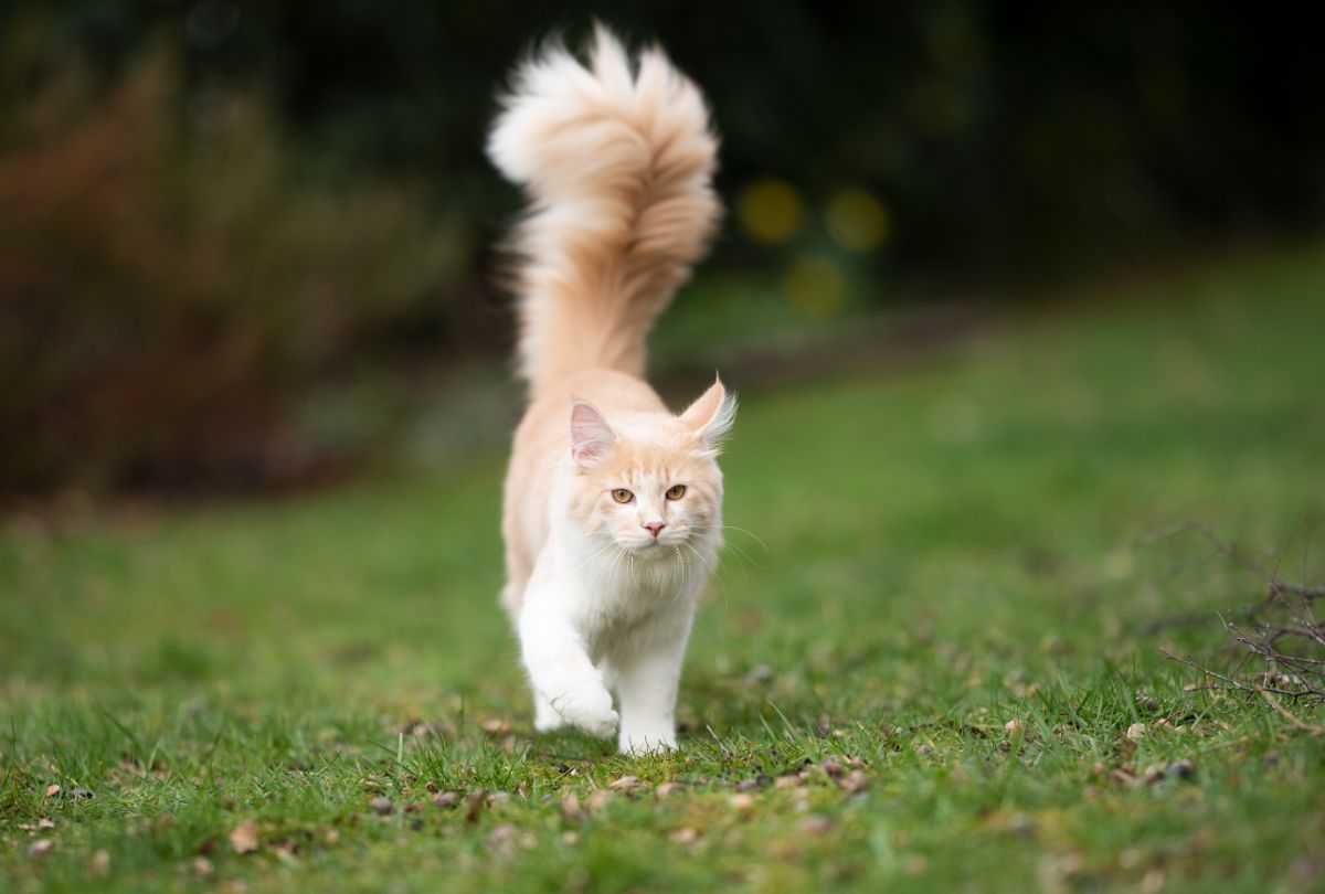 A white-ginger maine coon cat with a raised tail walking on a meadow.