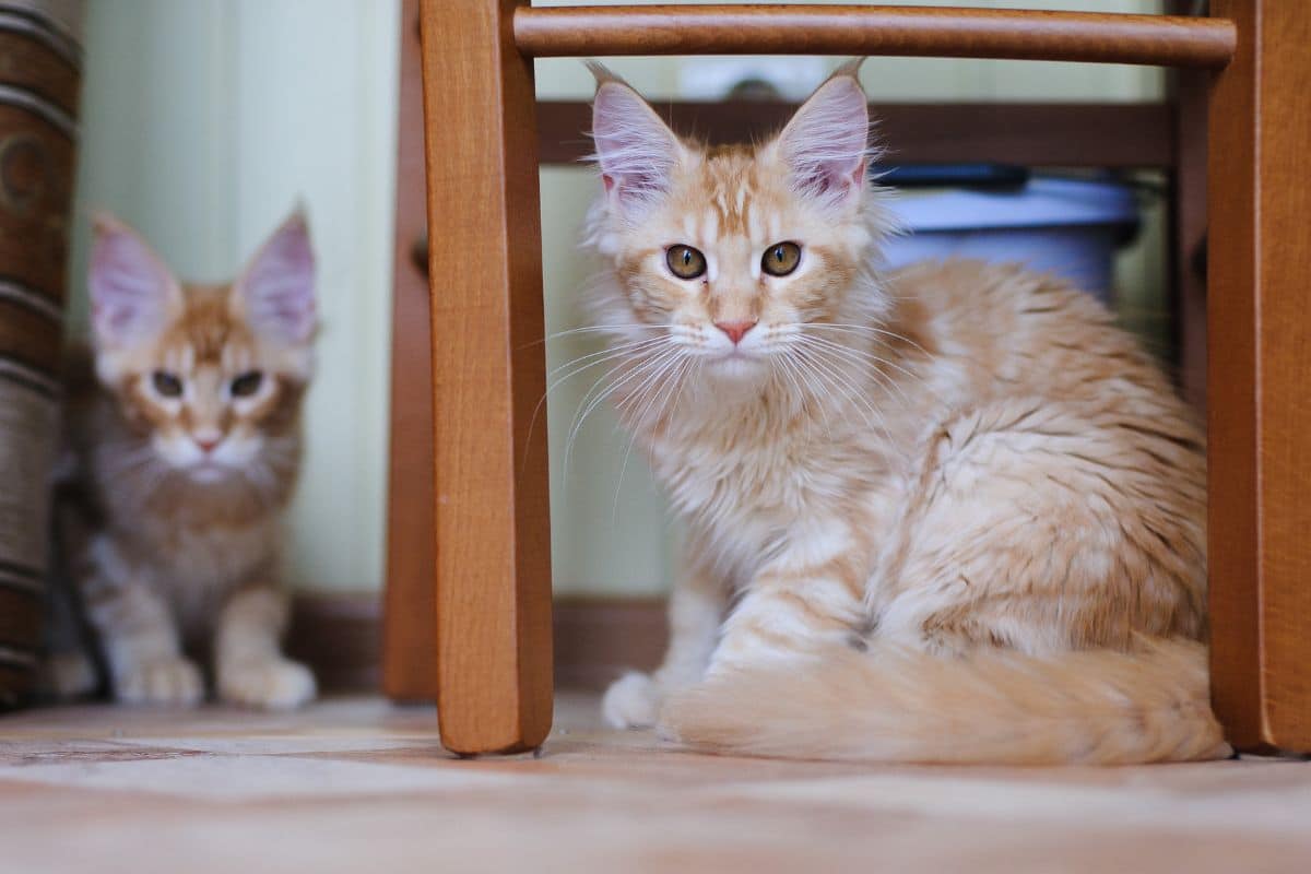 Two ginger maine coon kittens hiding under furniture.
