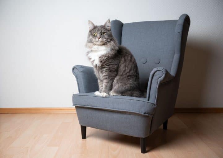 Do Maine Coon Cats Scratch Furniture? (7 Interesting Tips)