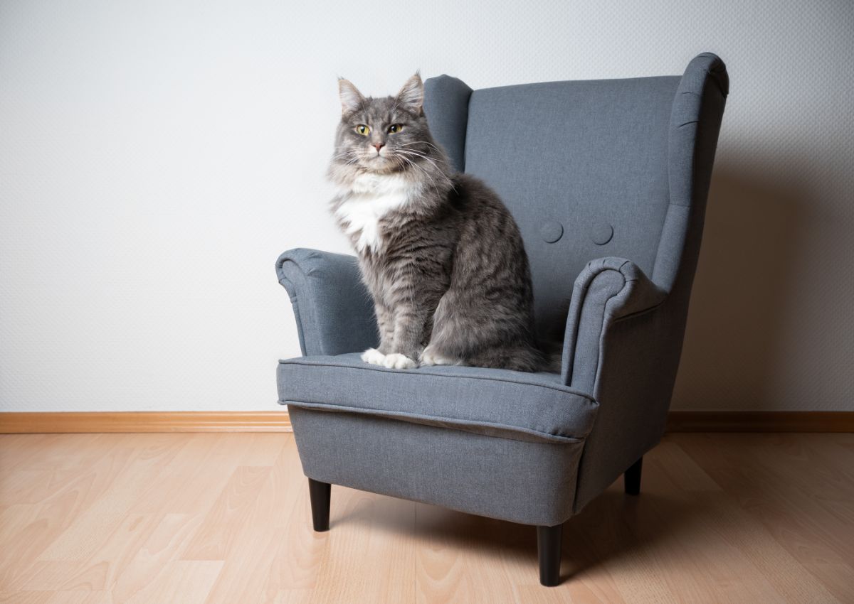 A gray maine coon sitting on a gray sofa chair.
