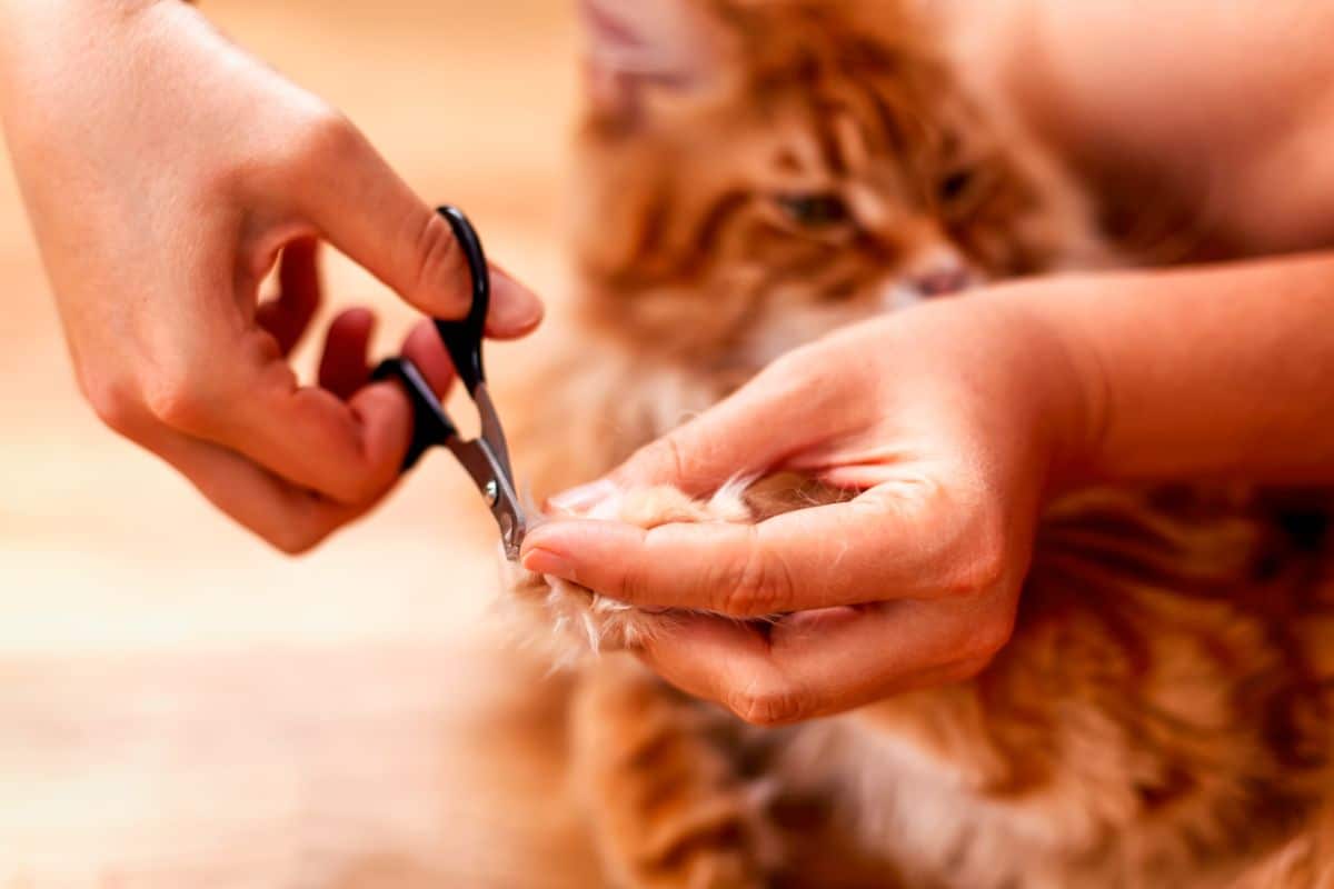 Hands with scissors trimming maine coon nails.