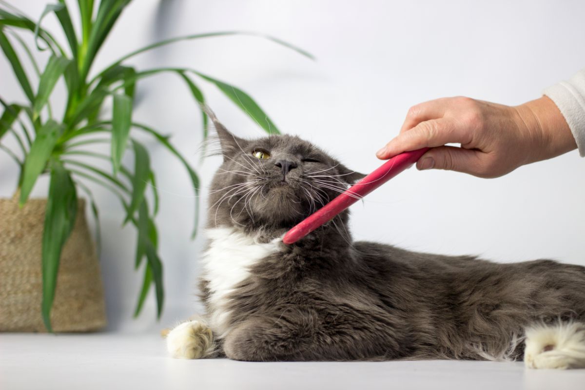 A human brushing a gray maine coon with a red comb.