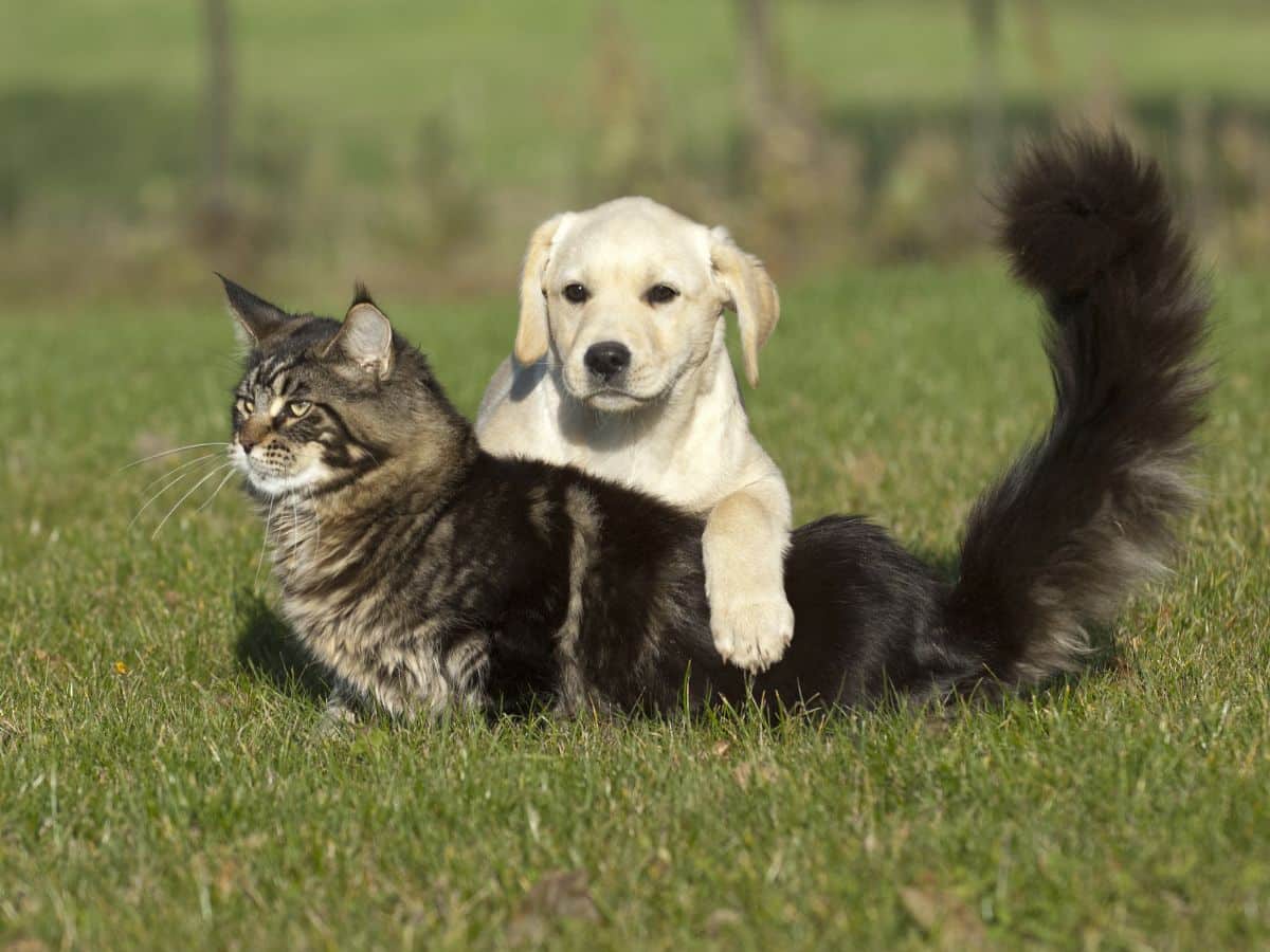 A white labrador puppey and a gray maine coon cat on a green grass.