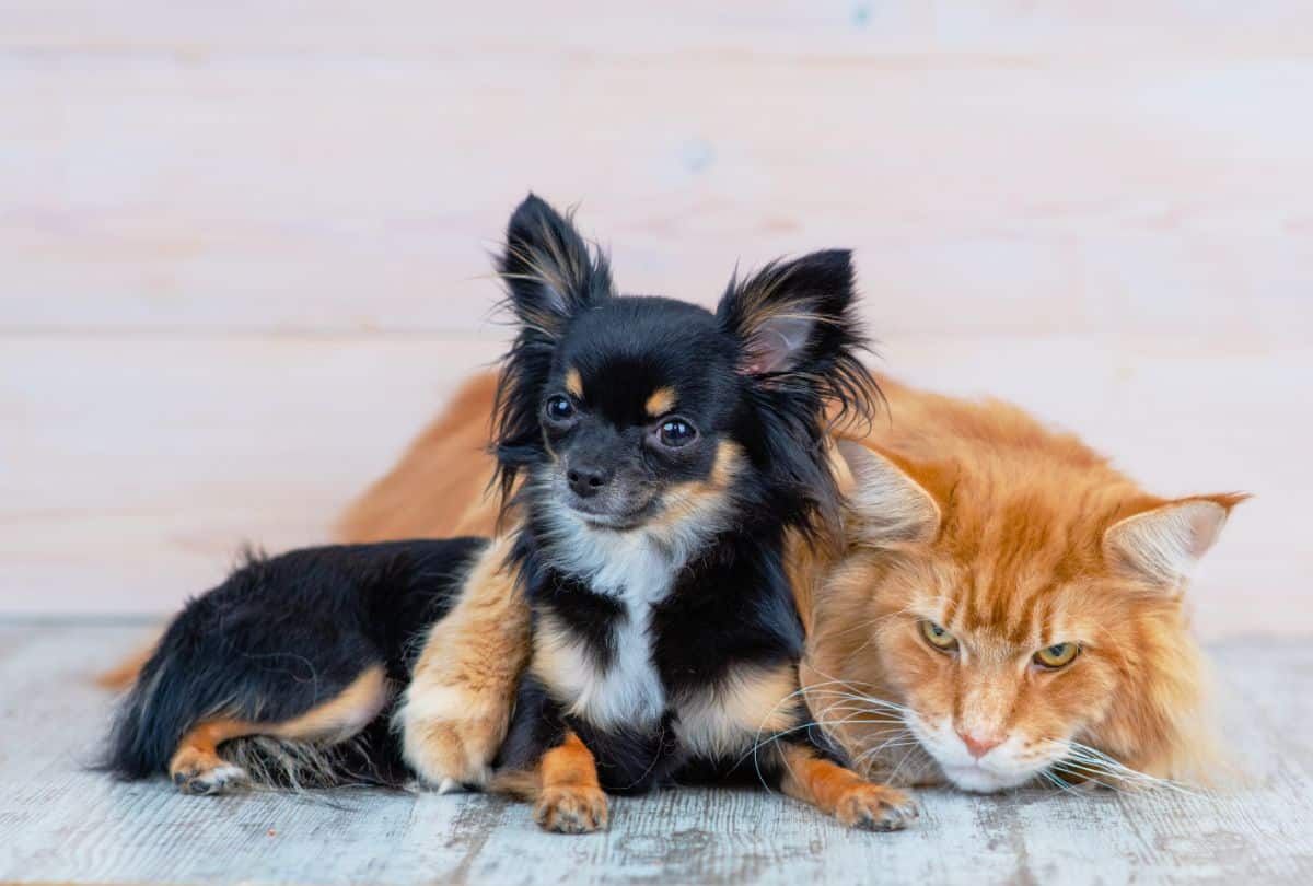 A ginger maine coon cat hugging a tiny chihuahua .