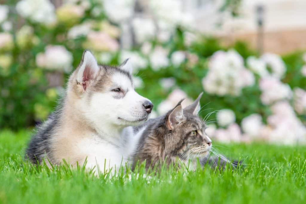 Do Maine Coons Get Along With Dogs? (Here's the Truth)