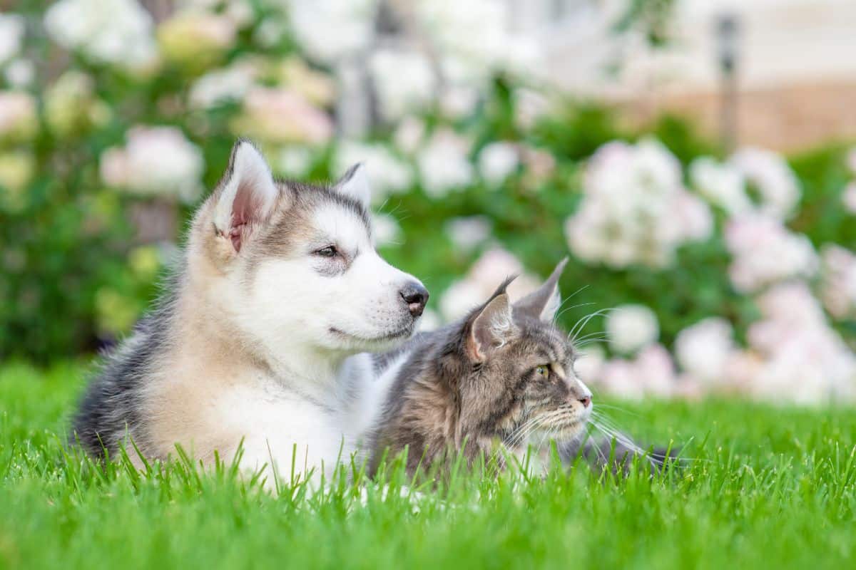 A fluffy husky and a gray maine coon cat lying in a green grass.