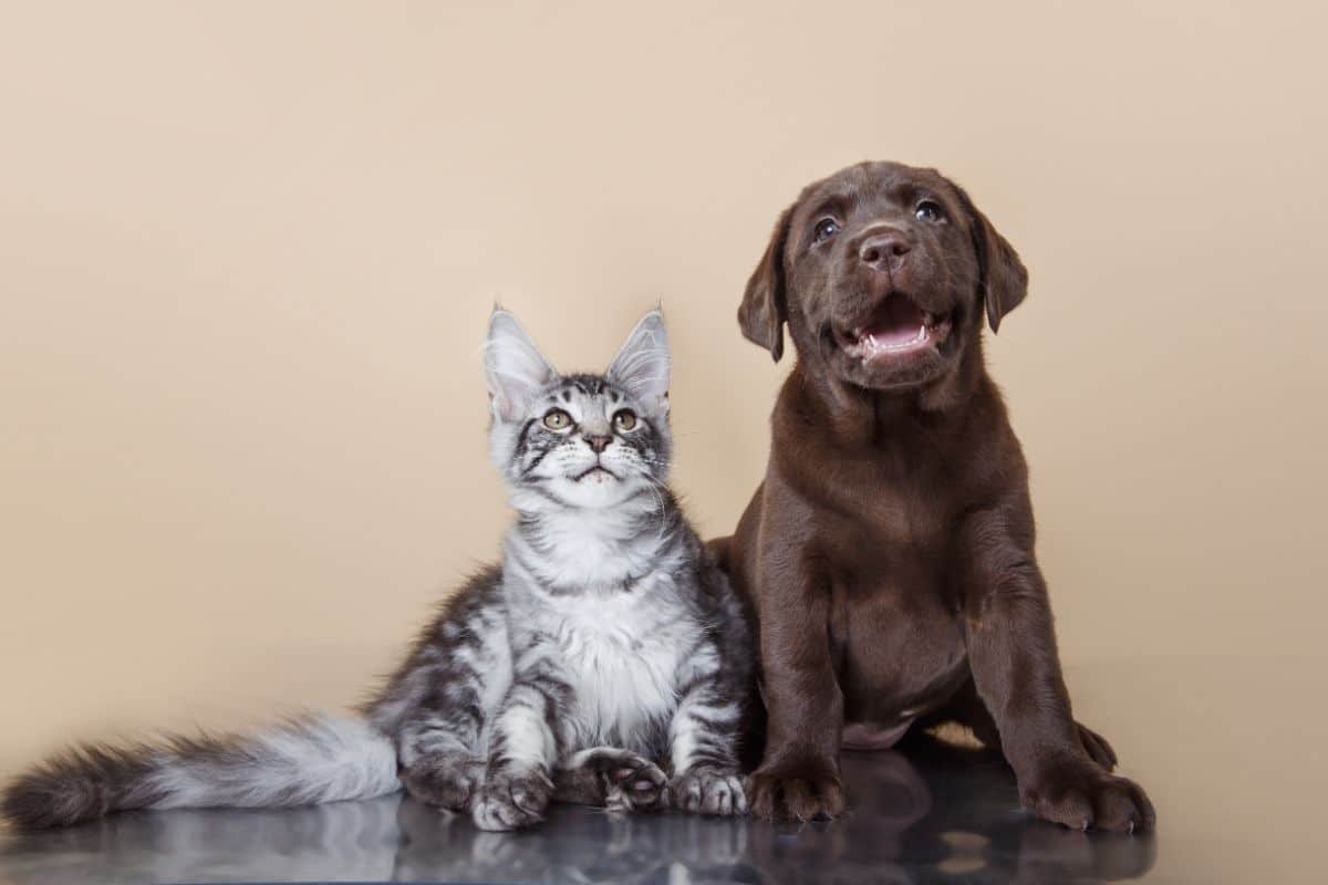 A brown labrador puppey and a gray maine coon kitten sitting on a floor.