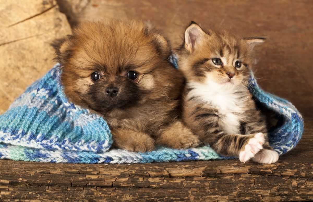 A fluffy brown puppey and a brown maine coon kitten lying in a blanket.