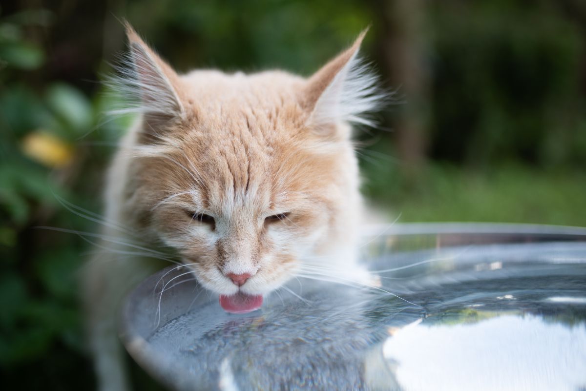 A ginger maine coon drinking fresh water.