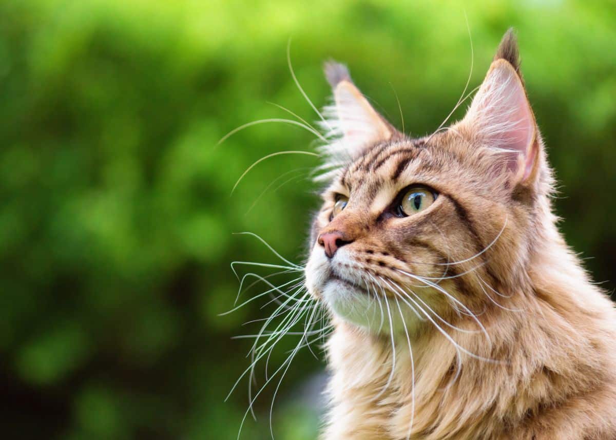 Close-up of a ginger maine coon head.