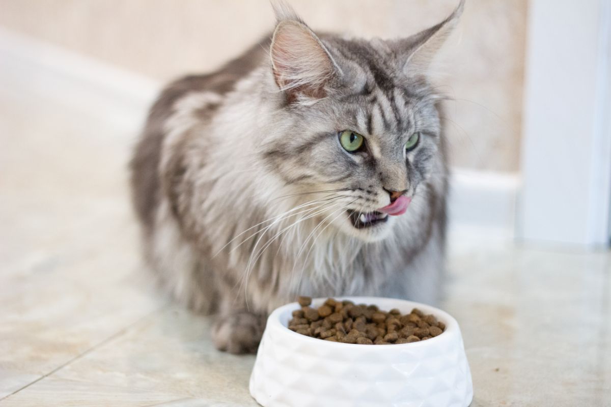 A gray maine coon eating a food from a white bowl.