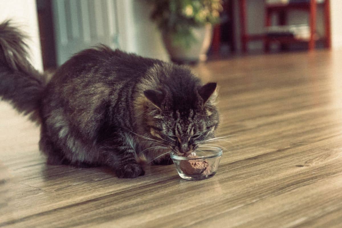 A brown maine coon eating meal from a glass bowl on a floor.