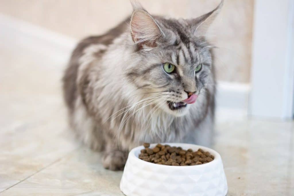 Do Maine Coons Need a Special Diet?