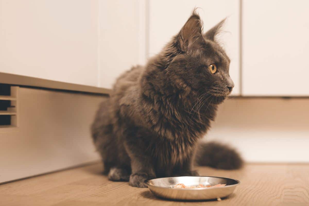 A gray maine coon eating food from a bowl.