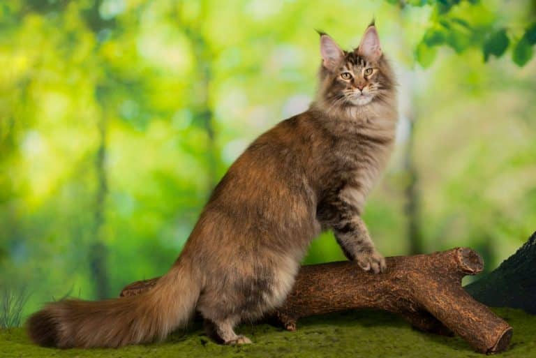 Why Are Maine Coons So Big? (11 Surprising Facts) - MaineCoon.org