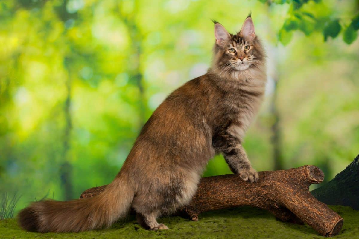 A beautiful brown maine coot cat in a forest.