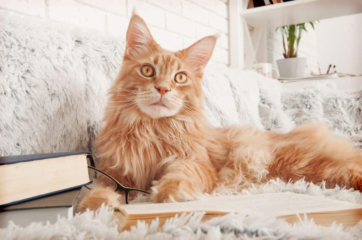 Ginder maine coon cat lying on a sofa next to books and a glasses.