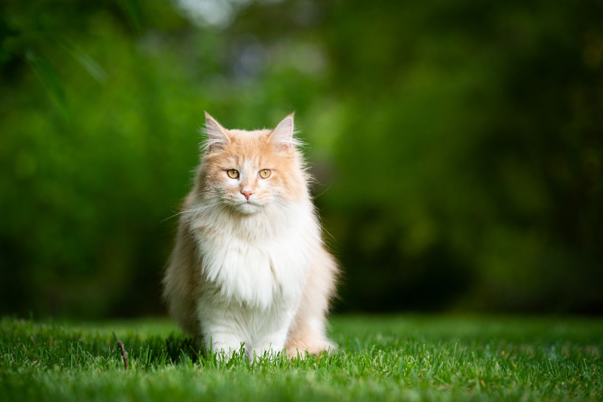 A fluffy creamy-white maine coon cat sitting on a green grass.
