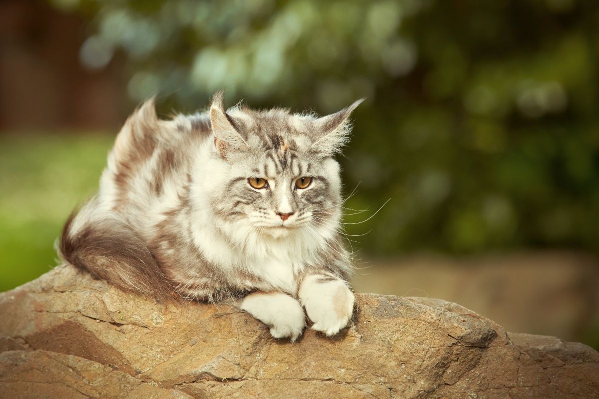 A fluffy gray maine coon sitting on rock.