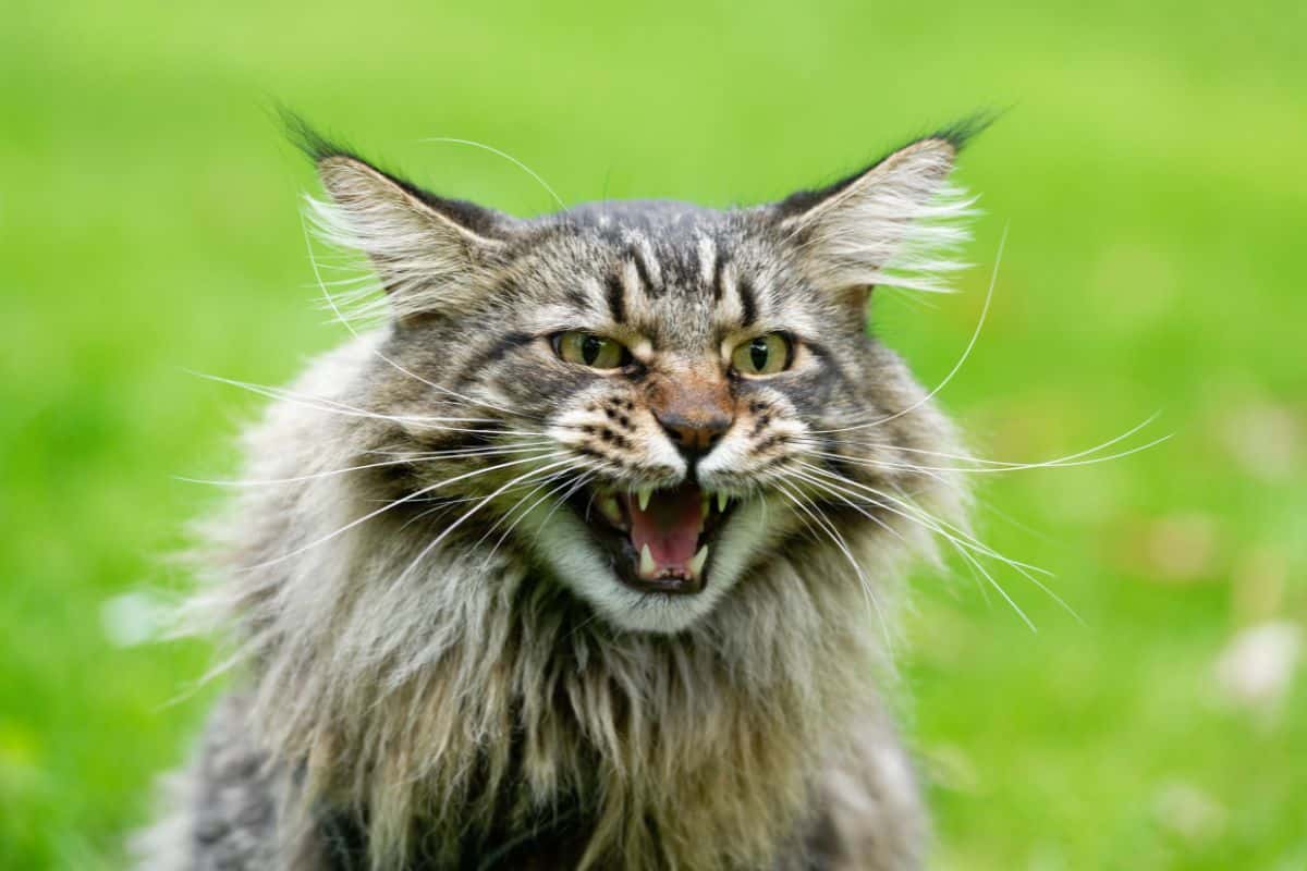A hissing gray maine coon.