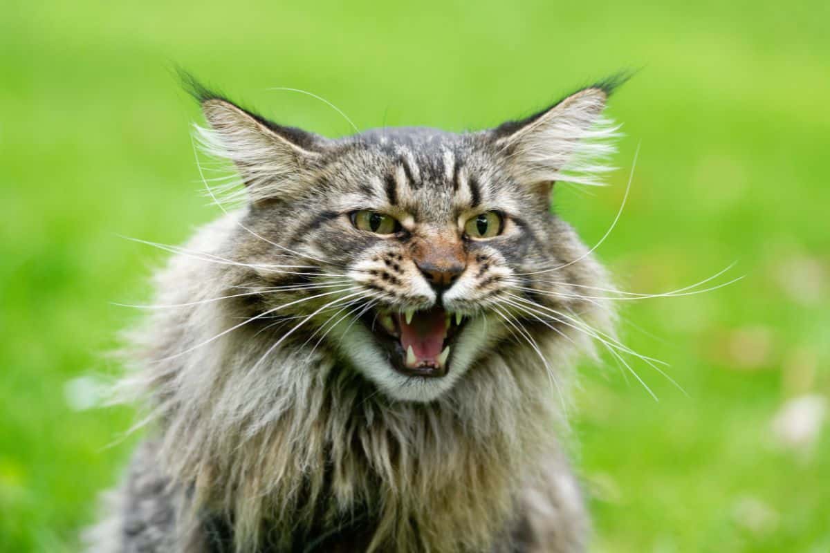 7 Reasons Why Maine Coons Growl Expert Opinions MaineCoon 7-reasons-why-maine-coons-growl-expert-opinions-mainecoon