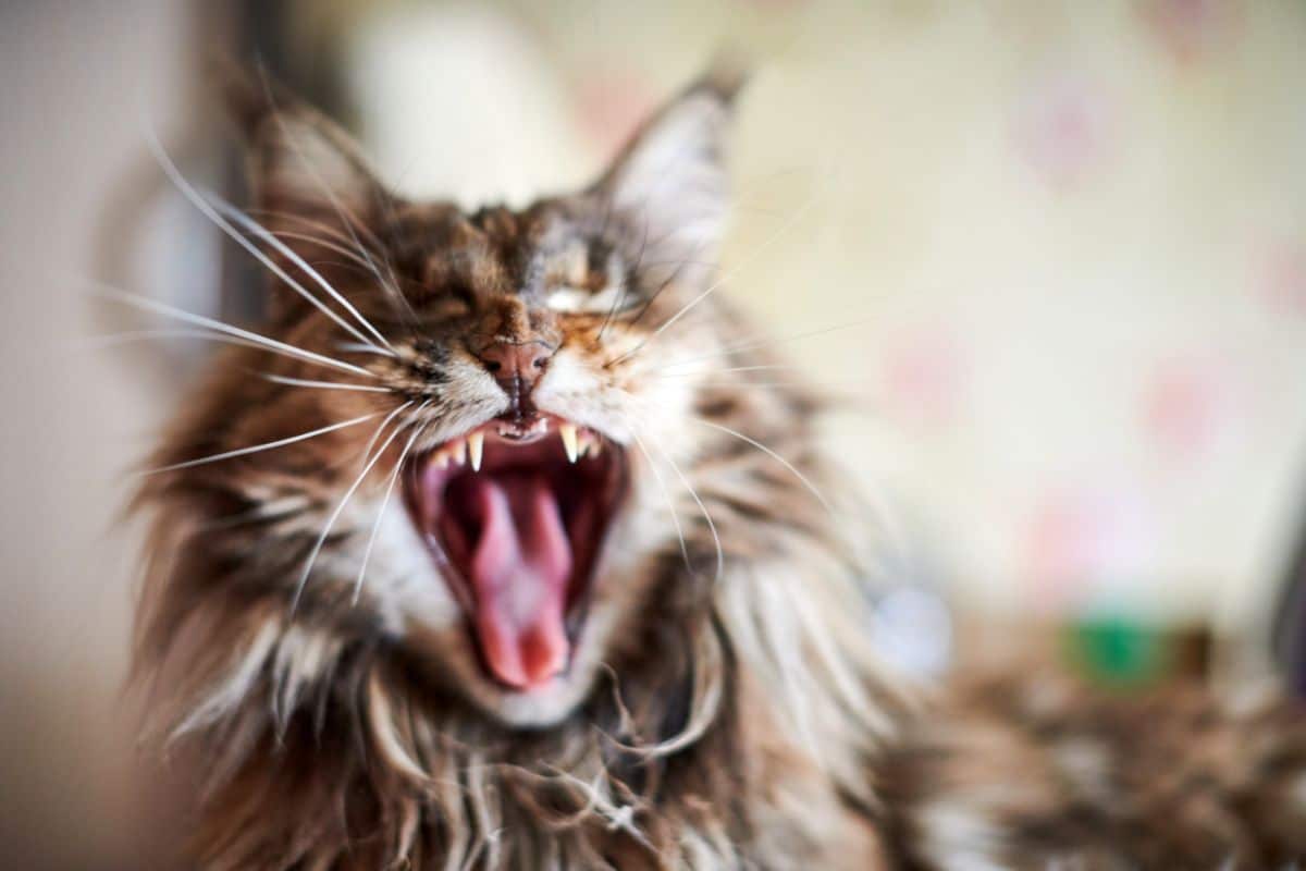 A growling gray maine coon.